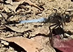 Orthetrum caledonicum