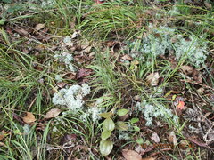 Liatris microcephala