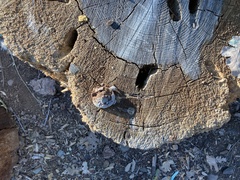 Reticularia