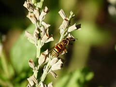 Euodynerus pratensis