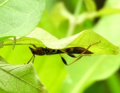 Odontocera aurocincta