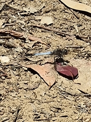 Orthetrum caledonicum