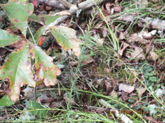 Liatris microcephala