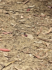 Orthetrum caledonicum