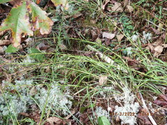 Liatris microcephala