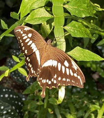 Papilio constantinus
