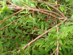 Phyllanthus myrtifolius