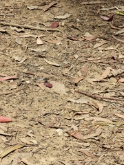 Orthetrum caledonicum