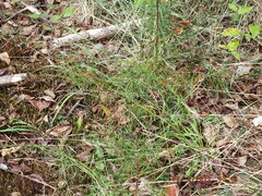 Liatris microcephala