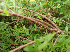 Phyllanthus myrtifolius