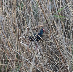 Porphyrio madagascariensis