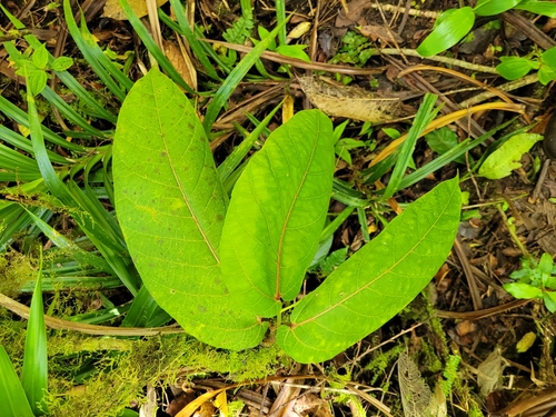 Ficus uniauriculata observed 2022-10-08