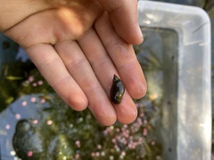 Lymnaeidae