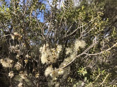 Melaleuca acuminata