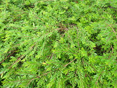 Phyllanthus myrtifolius