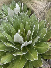 Dendrosenecio