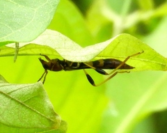 Odontocera aurocincta