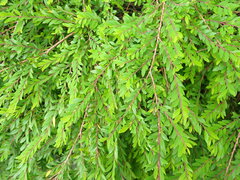 Phyllanthus myrtifolius
