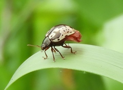 Calligrapha intermedia