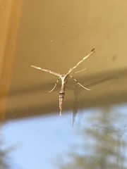 Anstenoptilia marmarodactyla