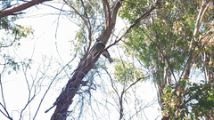 Sphecotheres vieilloti