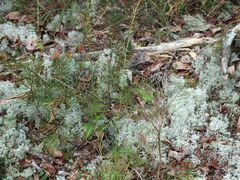Liatris microcephala