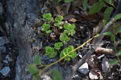 Sedum rhodocarpum