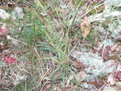 Liatris microcephala