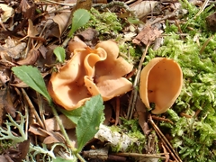 Otidea subformicarum