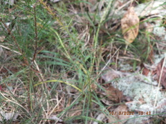 Liatris microcephala