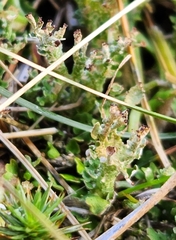 Cladonia crispata