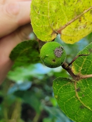 Ficus uniauriculata