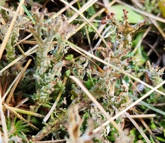 Cladonia crispata