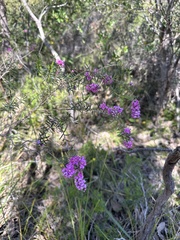 Hypocalymma robustum