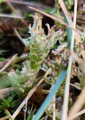 Cladonia crispata