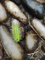 Quasithosea obliquistriga