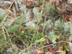Liatris microcephala