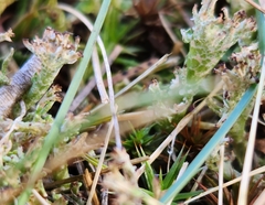 Cladonia crispata
