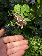 Papilio constantinus