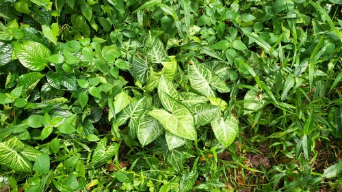 Syngonium podophyllum