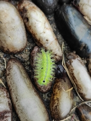 Quasithosea obliquistriga