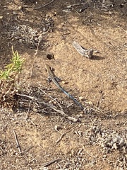 Aspidoscelis hyperythrus