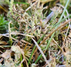 Cladonia crispata
