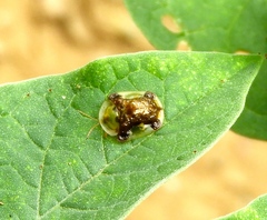 Helocassis testudinaria