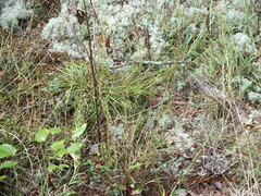 Liatris microcephala