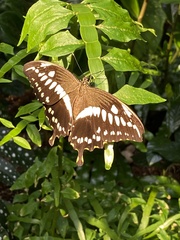 Papilio constantinus