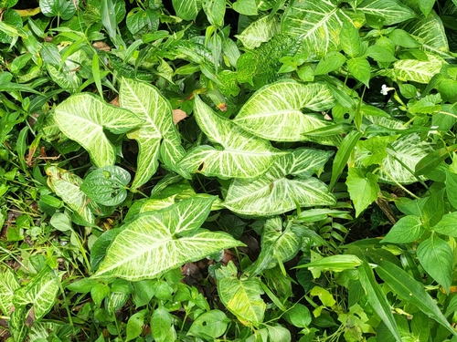 Syngonium podophyllum