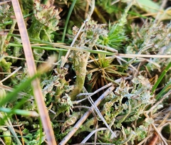 Cladonia crispata