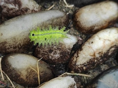 Quasithosea obliquistriga