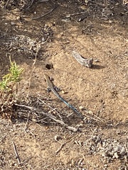 Aspidoscelis hyperythrus